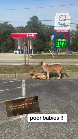 so many dogs are homeless and running the streets in Mobile. The shelters are crowded most of these babies end up getting hit or starve to death. I wish so badly I can open up a no kill shelter and take every one of these babies off the streets.  #fyp #viral #dogsoftiktok #dogs #animals 