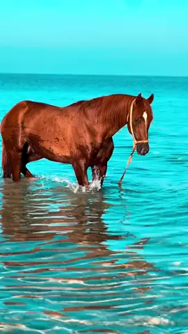 #بوترابه #المرج #البيضاء #بنغازي 