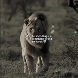 Qiimahaga ayad ku weyne.🍂🥺 #videoviral #foryou #foryoupage #tiktok #viral_video 