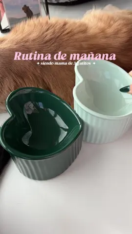 |RUTINA DE MAÑANA SIENDO MAMA DE 3 GATITOS| Ahora estoy en un proceso que no sé si pasarme únicamente a la comida húmeda y en un futuro a la BARF, me gustaría saber vuestra opinión en comentarios ❤️🫶🏼 #michi #gatos #michis #gatitostiktok #gatitos 