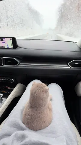 Winter mood #catsoftiktok #cat #recommendations #wintermood 