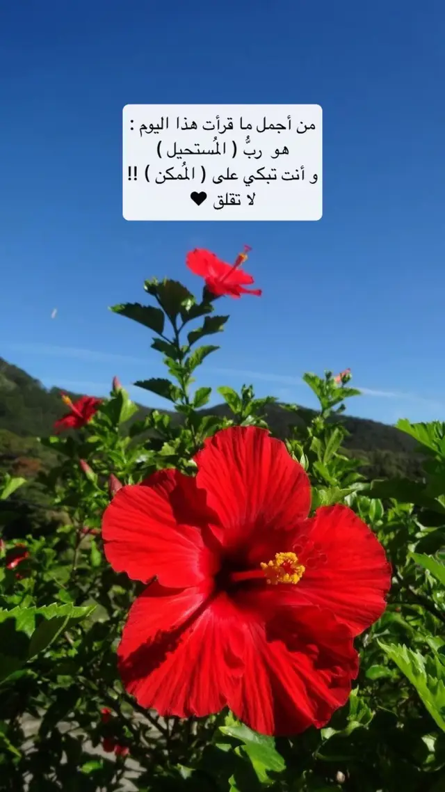 #creatorsearchinsights #لا_تقلق #الحمدلله_دائماً_وابداً #كلمات #اكسبلورexplore 