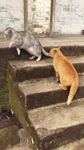 #cat #catsoftiktok #funnycats #catlover 