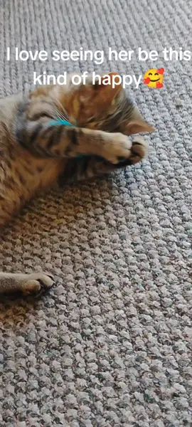 She sure has come a long way....She told me she wanted to play today... She also  me like a dog does sheep with lil bites to her food bowl...(which wasn't empty) for her breakfast 😂😺#catsoftiktok #fy #rescuecatsoftiktok 