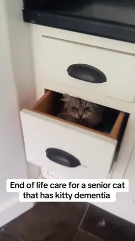 She’s still eating and purring, but her kidneys are shutting down. End of life plan: comfort and lots of love. #seniorcat #rescuecat #catrescue #catsanctuary 