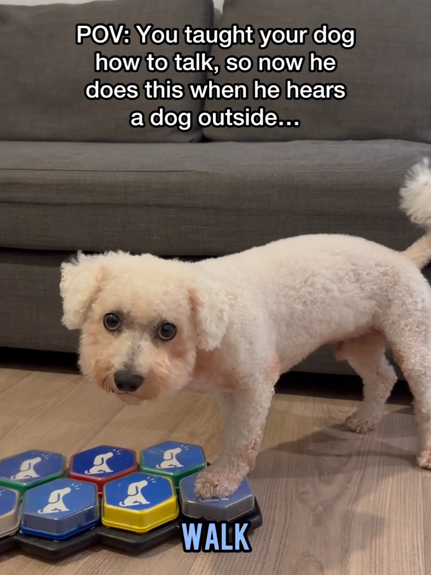 What would your pup do?🤔🐾 #talkingdog #dogsoftiktok #fyp #cutedog #Love 