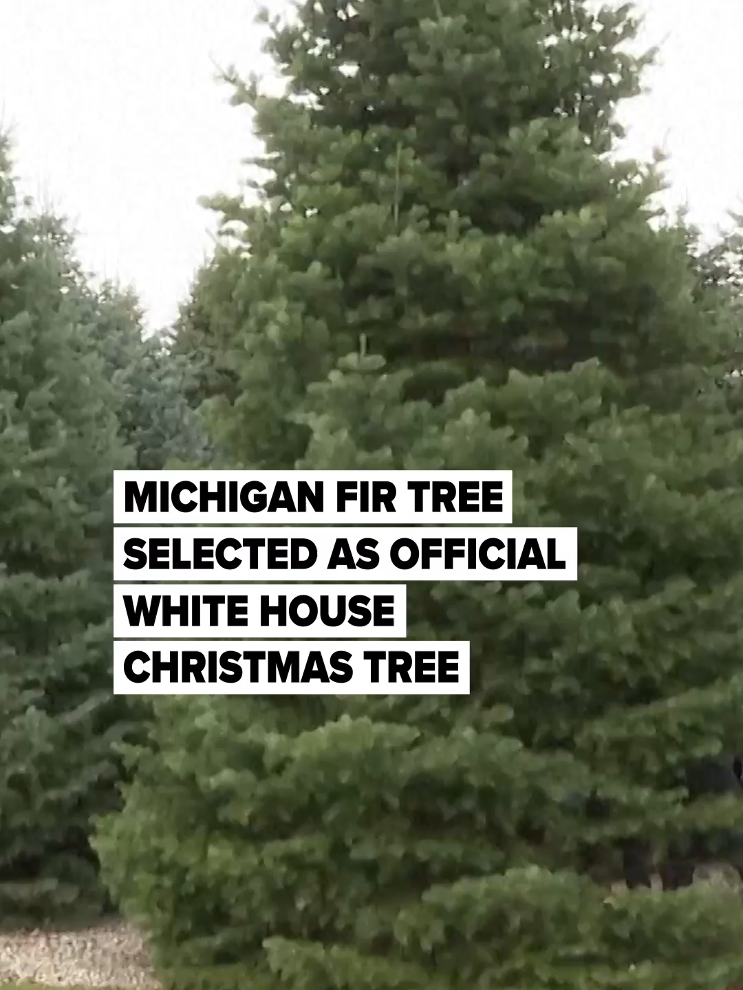 A Michigan-grown 25-foot concolor fir is the official Christmas Tree at the White House this year. The tree was harvested at Korson’s Tree Farms in Sidney Township, which won a national contest to supply the Blue Room centerpiece. After being cut and trimmed to about 19.5 feet, the tree was loaded for its journey from Michigan to Washington. (Video provided by Associated Press)