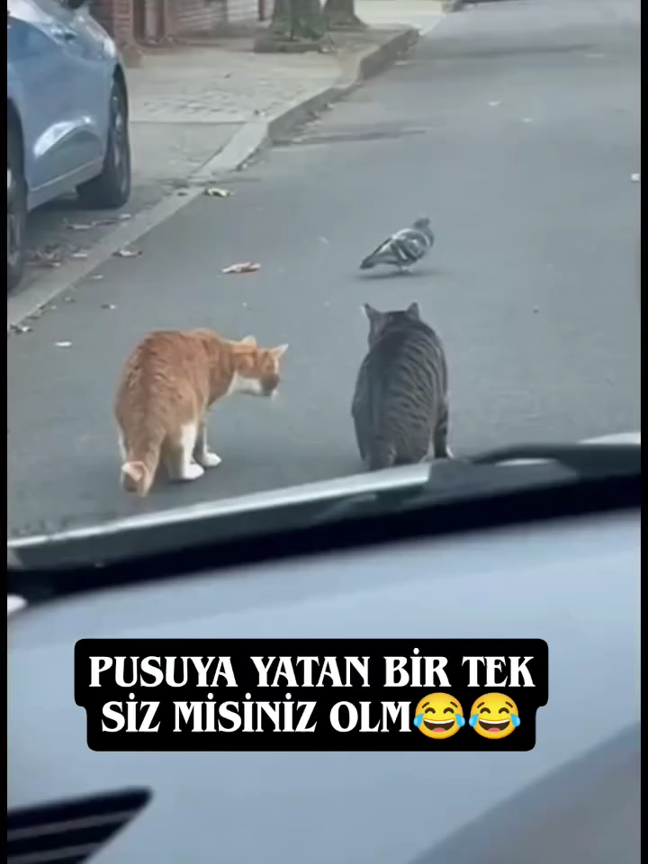 Küfür ettiklerine yemin edebilirim😁 #foryourpage #tiktoktürkiye #komikvideolar #keşfet #cats