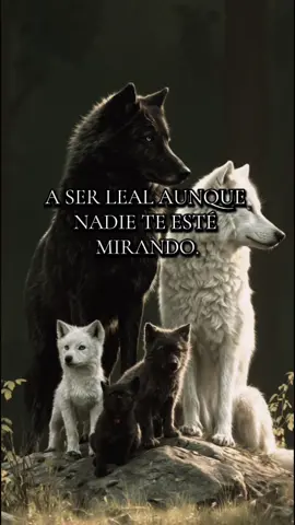 🐺🖤 La vieja escuela no murió… solo quedan pocos capaces de vivir con honor. Si tú todavía valoras la palabra, la lealtad y el respeto, este video es tu territorio. Comparte este mensaje para que el mundo recuerde que aún quedamos lobos de verdad. . . #viejaescuela  #códigolobo  #respetoreal  #mentalidadalfa  #motivacióndiaria 