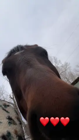 Oh, how I love you, dually #horses #fypシ#lovemyhorse 