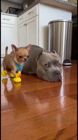 Dog didn_t like these shoes 😂 #funny #dogs #funnypet #funnyanimal #dogshorts 