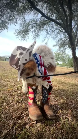 OMG! 😍🤠#fluffycow #minicow #highlandcows #animals #fyp 