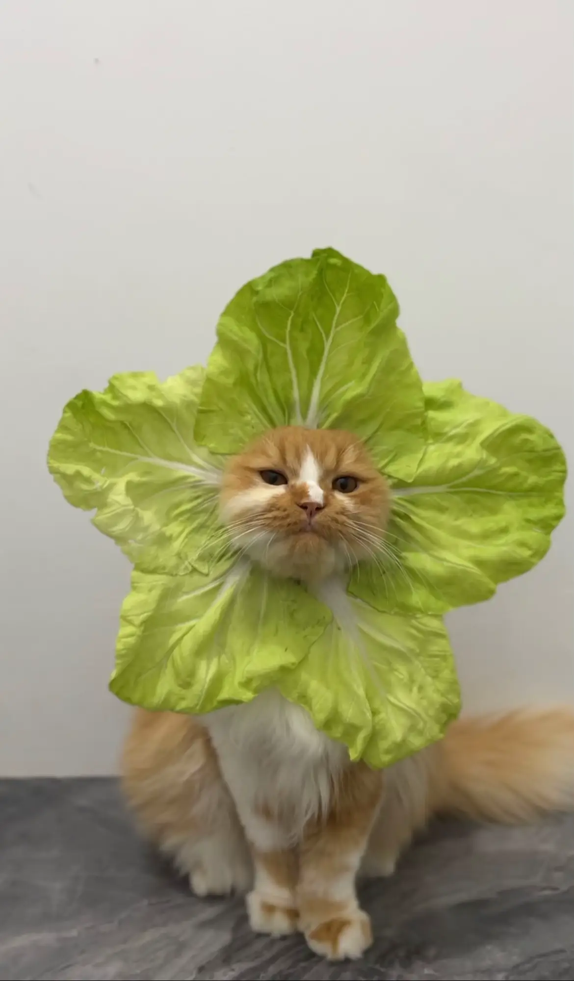 Yang sudah pakai photo adek di walpaper hapenya, screenshot kirim di komentar yaa😽 #kucinglucu #kucing #cat #viral #foryou 