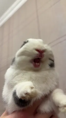 Jackfruit is 🤢 #bunny #jackfruit #bunnyeating #rec #rabbitsoftiktok 