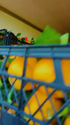 #misis #narenciyede🍊 #keşfet 