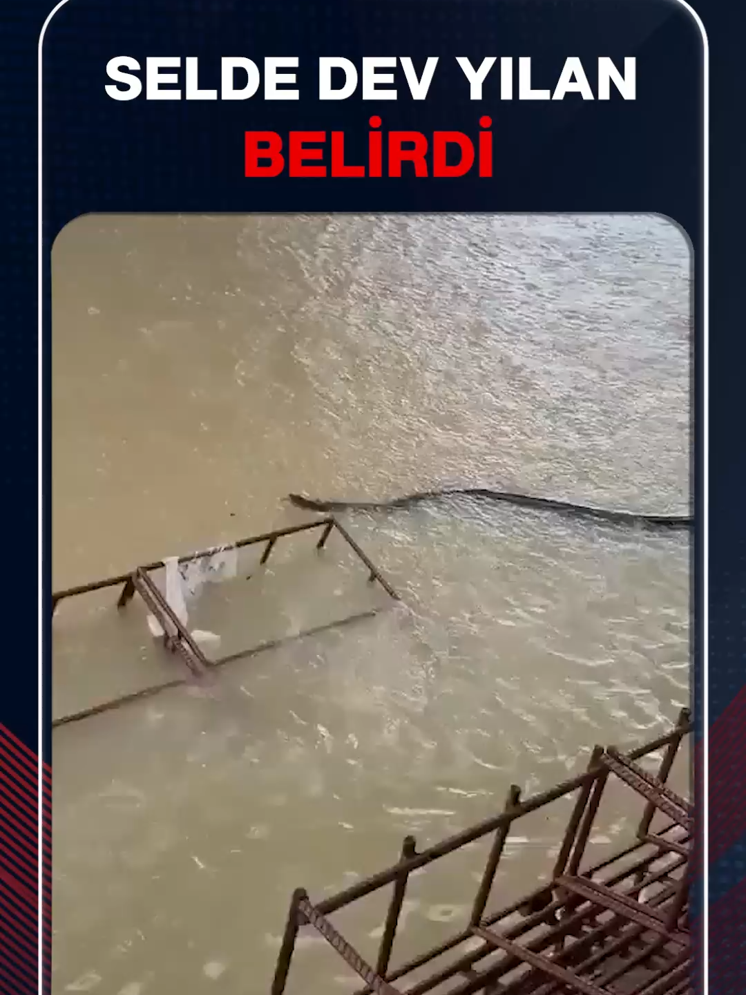 Tayland'daki sel felaketinin ardından yükselen sularda dev yılan görüldü.