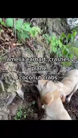 #ameliaearheart #coconutcrab #crabsinabucket #shrimpocalypse #zeitheist