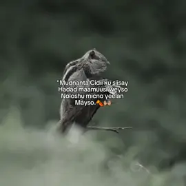 NoloShu MicNo YeeLan MaySo.🍂🥺 #videoviral #foryou #foryoupage #tiktok #viral_video 