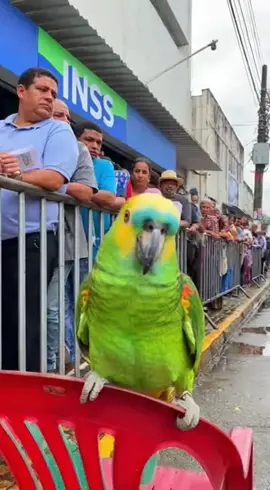 #papagaio #inss #dinheiro #fila #brasil 