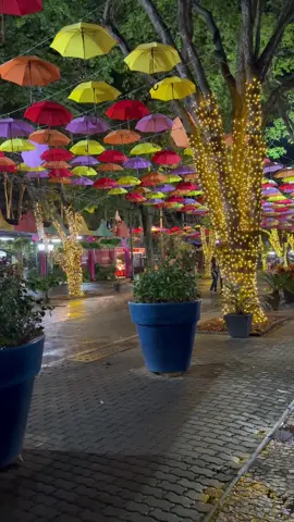 Simplesmente  Holambra 