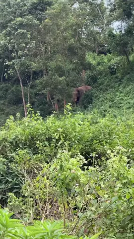 #attitudechallenge #weildlife #🐘🐘🐘 #attacontitan #elephant 