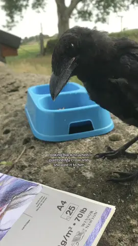 He’s so small in these pictures! #fyp #fy #bird #crow #trend 