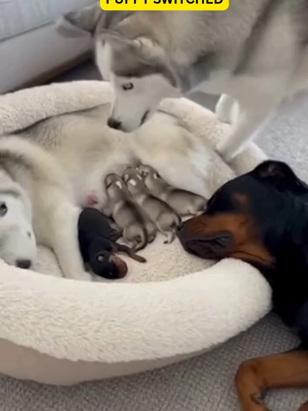 He woke up like “WHO LEFT THIS HERE?!” #DogComedy #HuskyLife #PetTok