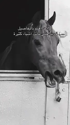 #خيل_وخياله🐎 #viral #fyp #اقتباسات #اكسبلورexplore 