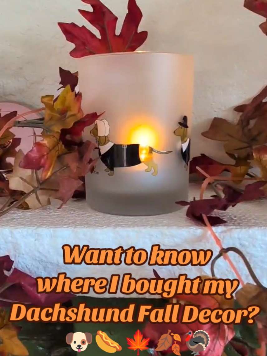 There is no gate-keeping in the Weenie Weirdo Club!!! Here is where I bought all my 🐶🌭 Dachshund Fall-Themed Decor 🍁🦃. Most of it is from previous years, but there are a few new goodies that you will love!  @HomeGoods @Marshalls @Ross Dress for Less @ebay @Hobby Lobby @Anthropologie @Dollar Tree @ALDI USA  #doxie #dachshundcollection #dachshund #dachshundfinds #falldecor 