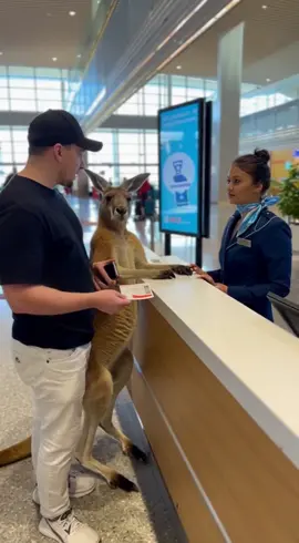 @Aviasales ✈️ как это понимать?! #fyp 