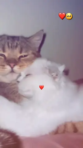 Minuch🤤 et minucha 💗 #jskabylie💛💚 #tiziouzouⵣimazighen💛💚 #الشعب_الصيني_ماله_حل😂😂 #ابوني_ياك_باطل_ولا_حنا_مانستاهلوش #funny 