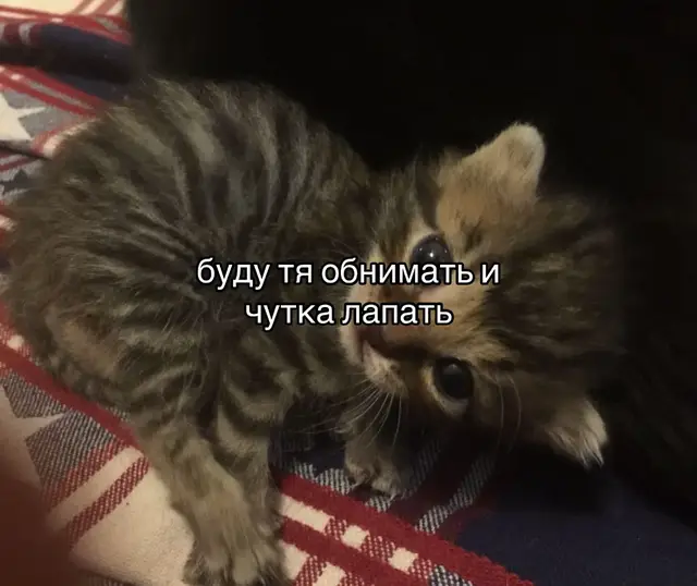 @dorks #fup #on #мяу?мяу?мяу???мяу??????мяу?мяу? #щитпост #рекомендации 