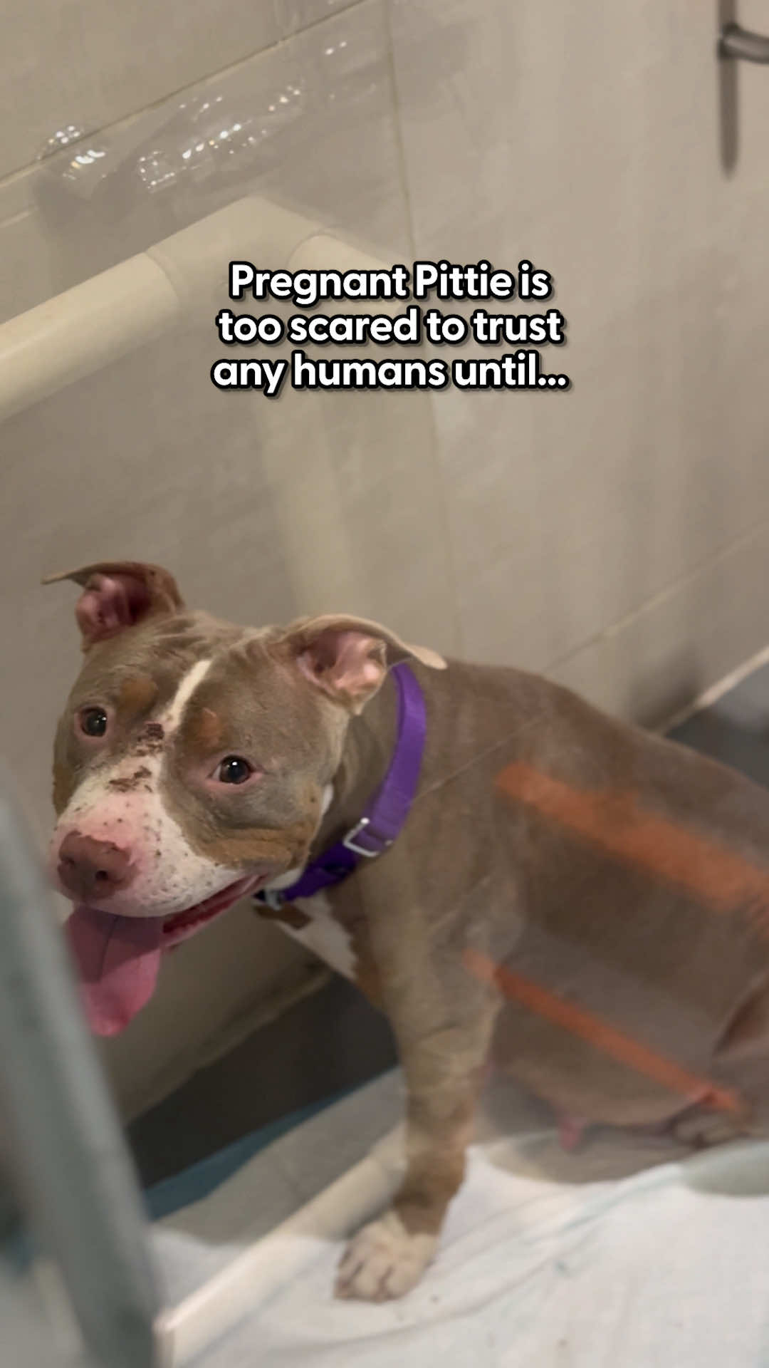 Chelsi just wanted Evie to know she wasn't alone… and her happy face at the end says everything  Keep up with @Animal Haven on Instagram: animalhaven, TikTok: animalhaven & Facebook: AnimalHavenShelter. Follow along with Chelsi on Instagram: chelsi_nicolle.