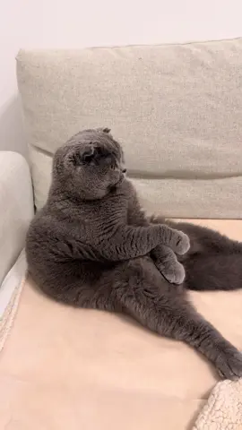 #cat #cute #catsoftiktok #recommendations 