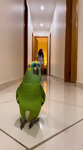 Alexa… tocar música 😂🦜 #papagaio #humor #viral #viraltiktok #alexa 