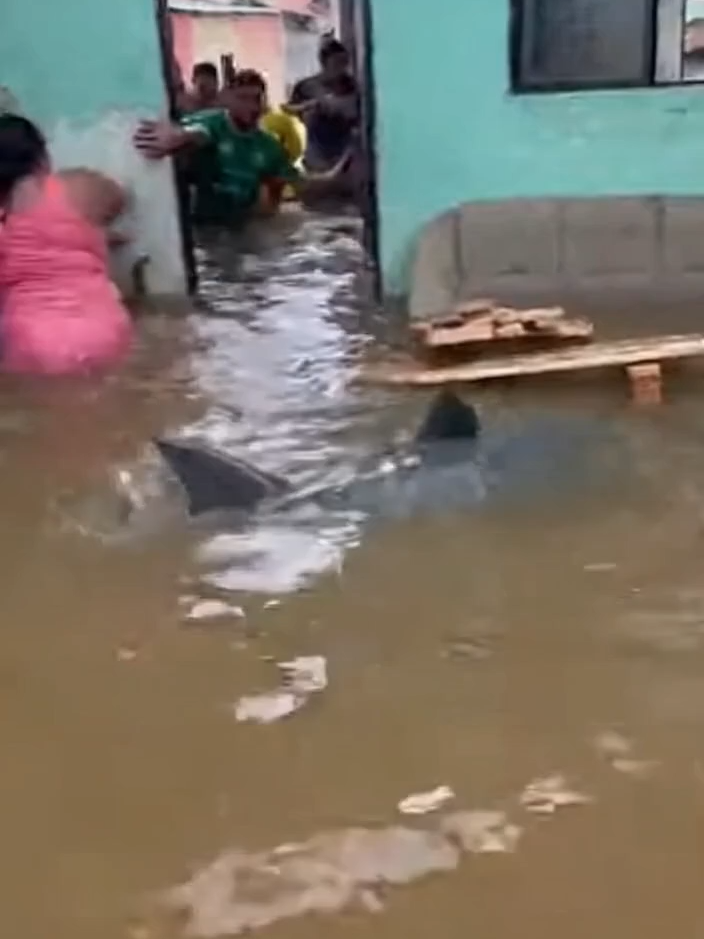 TUBARÃO NA ENCHENTE  ? Tubarão que apareceu em enchente na Bahia , Novas imagens  Já imaginou perder tudo na enchente e ainda por cima ter que lidar com um tubarão entrando dentro da sua casa pela agua escura e barrenta do alagamento ? video criado por IA para imerção e entretenimento ,mas, agora que voce viu como seria , Você acha que Você reagiria como ? estou curioso com sua resposta. #flood #shark #aivideo #disaster #fyp #viral #tubarão #enchente