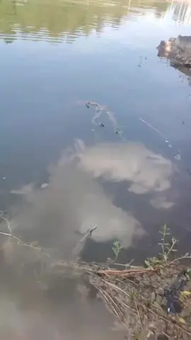 Turtle church ❤️ 