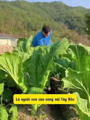 Chỉ với 20k - 1 gói hạt giống Cải Mèo Tây Bắc