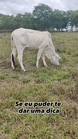 mimosinha linda igual a mãe dela#fazendamondongo #estanciaflordoipe 