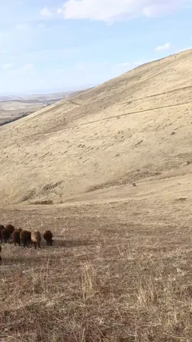bizim köyün hatıraları😍#yazdankalma #bizimköyündaglari #çobanlık#yapmalık