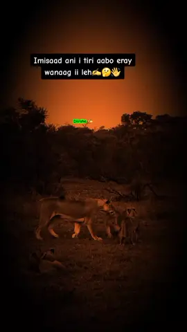 Taladii aabahaa ku siiyay wax nooga sheeg #creatorsearchinsights #fyp #viraltiktok 