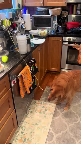 Molly likes when I make apple pie 🤣#goldenretriever #happypuppy #ladyandthetramp #applepie #goldenretrieverlife 