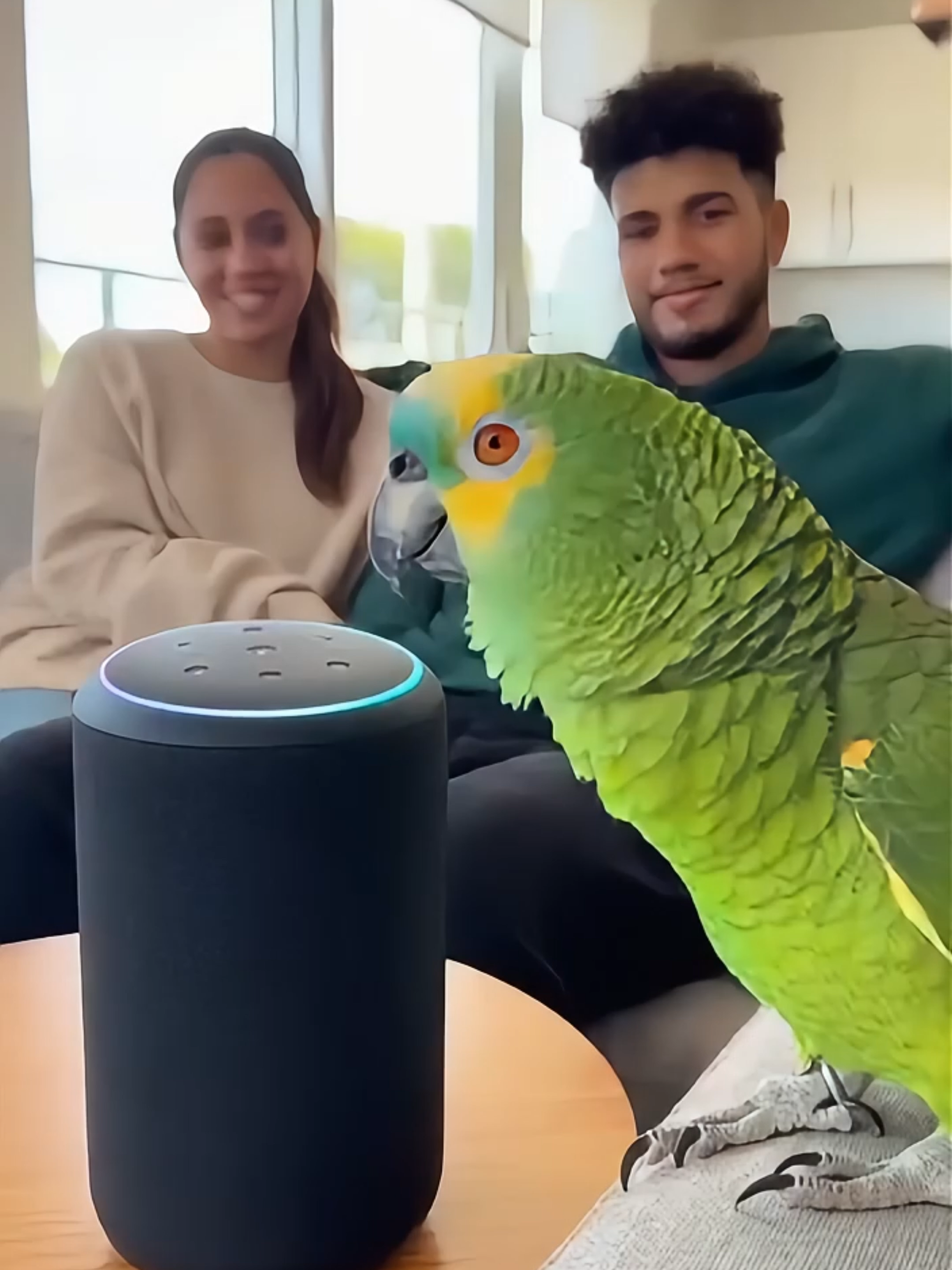 Alexa no se esperaba este ROAST 🔥🦜 “Por eso tu novio te dejó por Siri” 😭😂 #Humordeloro #Loro #ParaTi #FYP #Comedia #Alexa #España #Humordeloro #LoroHablando #ComediaEspañola #AlexaEspaña #VideosDeRisa #HumorAnimal #Roast #ViralEspaña #ParaTi #FYP #TikTokEspaña #Loro