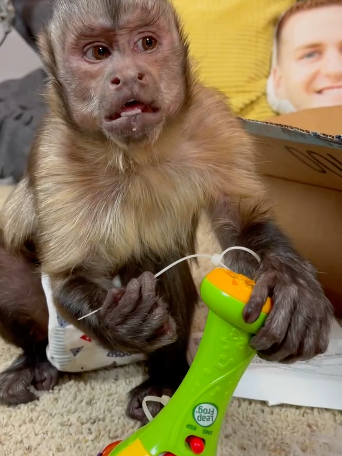 Are you drooling over Thanksgiving food like George?! 🤤   #georgieboy #georgethemonkey