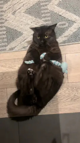 🤎 tummy workout #cat #catlover #cattok #gatos #gato 