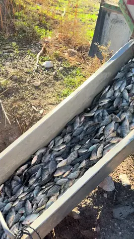 ลากปลาบ่อใหญ่วันแรก วันนี้แค่ทดลองระบบ ปลานิลเล็กวันนี้ทิ้งไปราวๆ4ตัน #แรงงานไทยในอิสราเอล