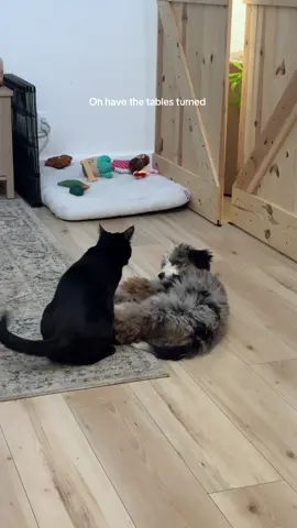 Sweet jinker didn’t know blitz was going to get big one day 🥲 #dogandcatfriends #petmom #dogmom #BestFriends 