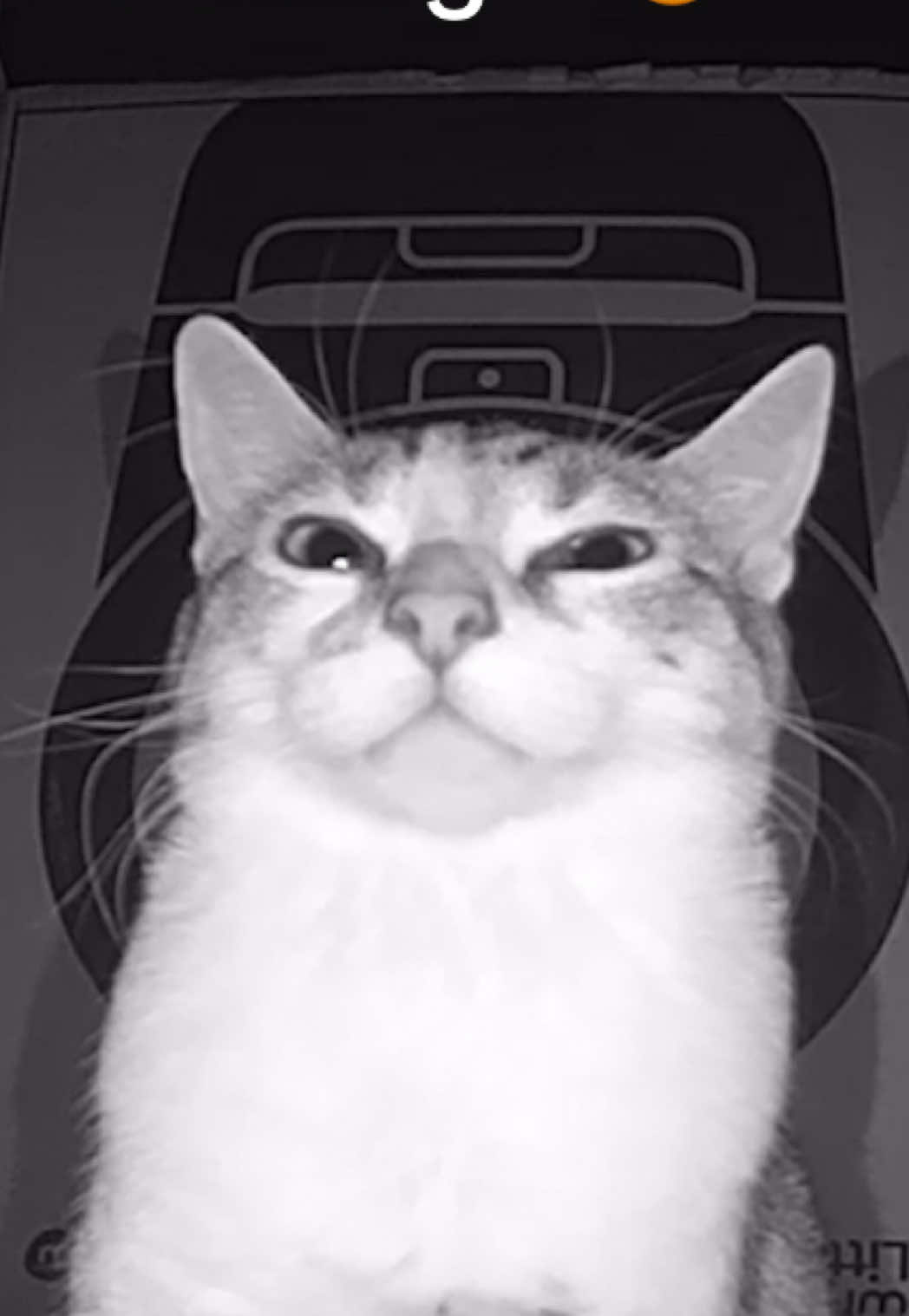 POV: you’re really eepy  but you don’t trust the new  space ship (litter robot)  your mom bought so you  have to stare at it intently to make sure nothing  sketchy happens  throughout the night 🤨😾 #cat #fyppppppppppppppppppppppp #viral #litterrobot