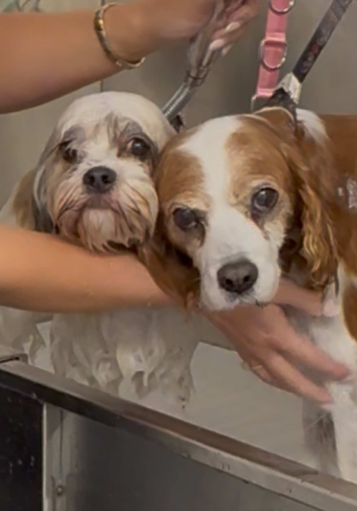 Pippa & Bert fresh from Switzerland🐶 #shihtzu #beaglecross #groomers #doglovers #viral 