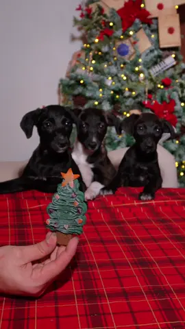 🚨 ALERTA DE FOFURA Receitinha natalina super fácil e prática pro seu pet! 🎄 ADOTE: @adoteumpetpraamar no IG para mais informações sobre essas nenês! 🐾  #asmr #dog #christmas #asmrdog #cachorro 